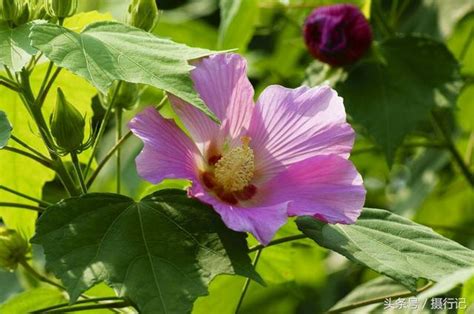 芙蓉是什麼花|【芙蓉是什麼花】從芙蓉之謎到揭開「芙蓉是什麼花」的正解！ –